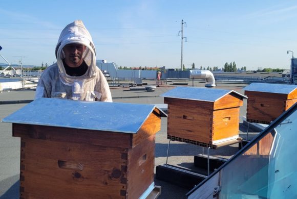 Des abeilles sur le toit !