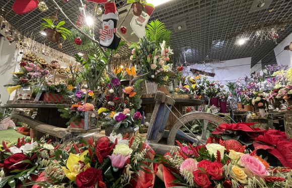 Des fleurs en idées cadeaux pour Noël ? Des fleurs en idées cadeaux pour Noël ?